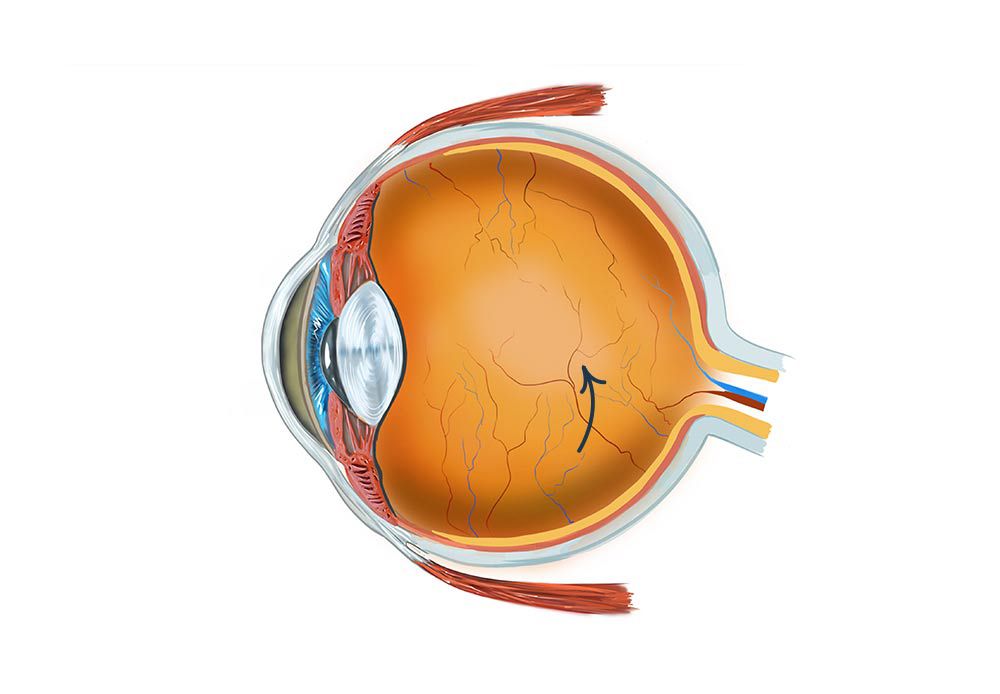 Anatomia dell'occhio umano
